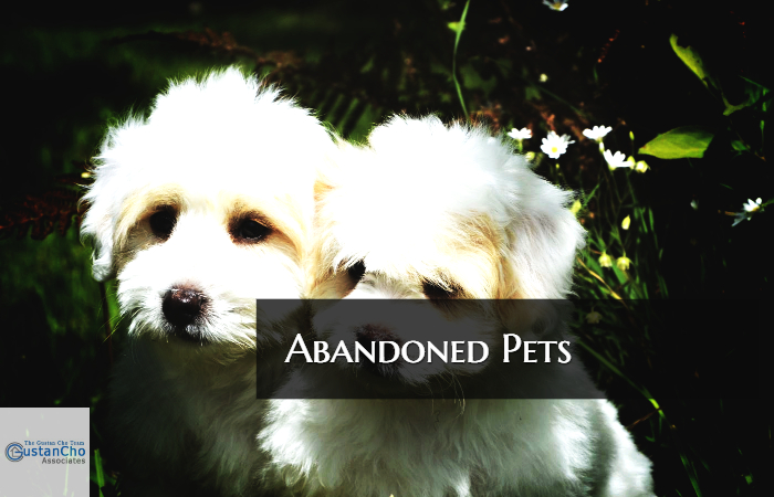 What Happens To Abandoned Pets Due To Foreclosure