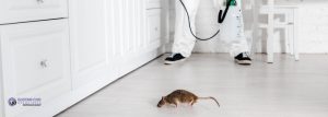 Tips And Advice For Home Sellers include the removal of pests